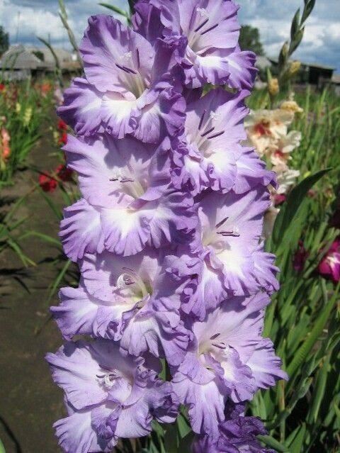 养眼鲜花照，太养眼了