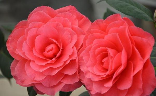 邀您共赏——山茶花