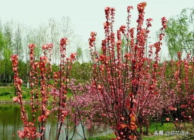 花卉观花闻香，盆景重在造型，这种植物却可以赏枝茎