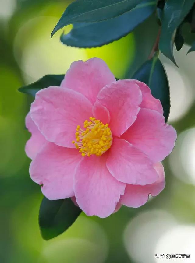 鲜花朵朵迎春来