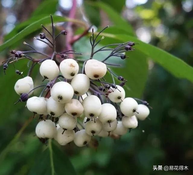 花卉观花闻香，盆景重在造型，这种植物却可以赏枝茎