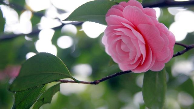 邀您共赏——山茶花