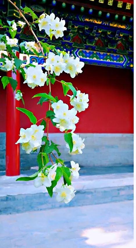 太平花～犹如玉蝶飞舞，花香似梅如兰