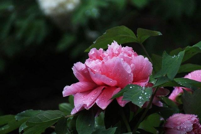 雨中花朵让人怜