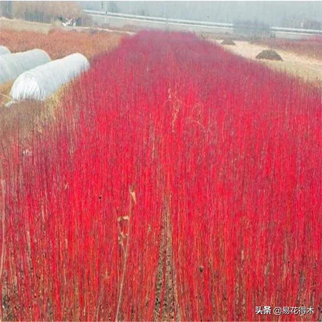 花卉观花闻香，盆景重在造型，这种植物却可以赏枝茎