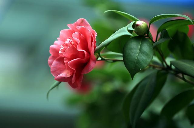 邀您共赏——山茶花