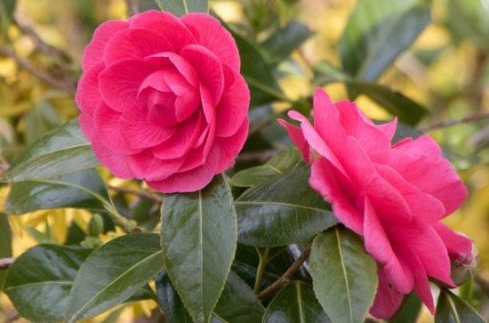 邀您共赏——山茶花