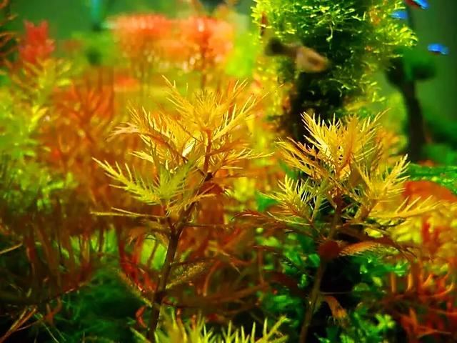 红雨伞草～水缸草的新宠，被称为沼泽美人鱼草