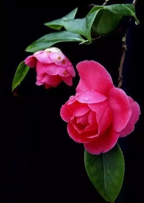 邀您共赏——山茶花