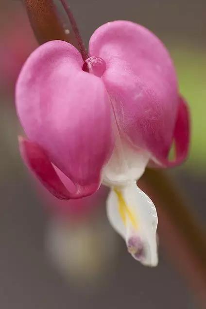 荷包牡丹花，真漂亮