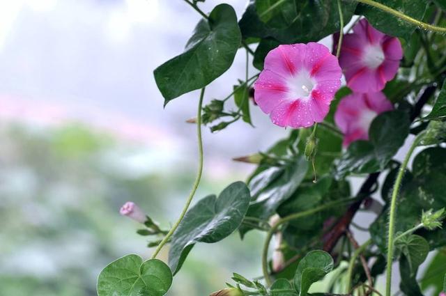 雨中花朵让人怜