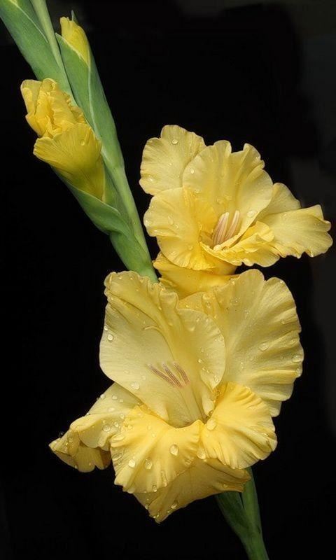 养眼鲜花照，太养眼了
