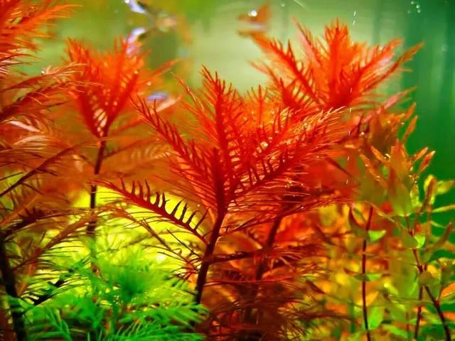 红雨伞草～水缸草的新宠，被称为沼泽美人鱼草