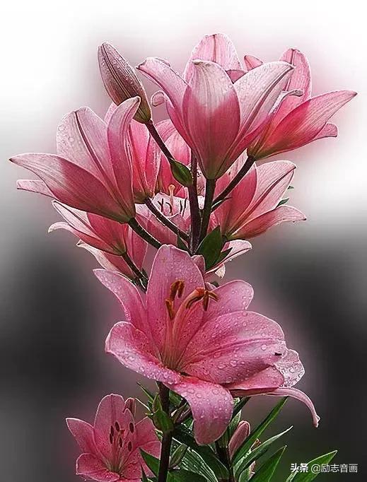 鲜花朵朵迎春来