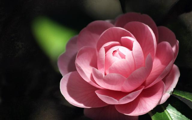 邀您共赏——山茶花