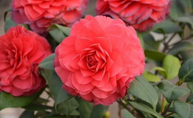 邀您共赏——山茶花