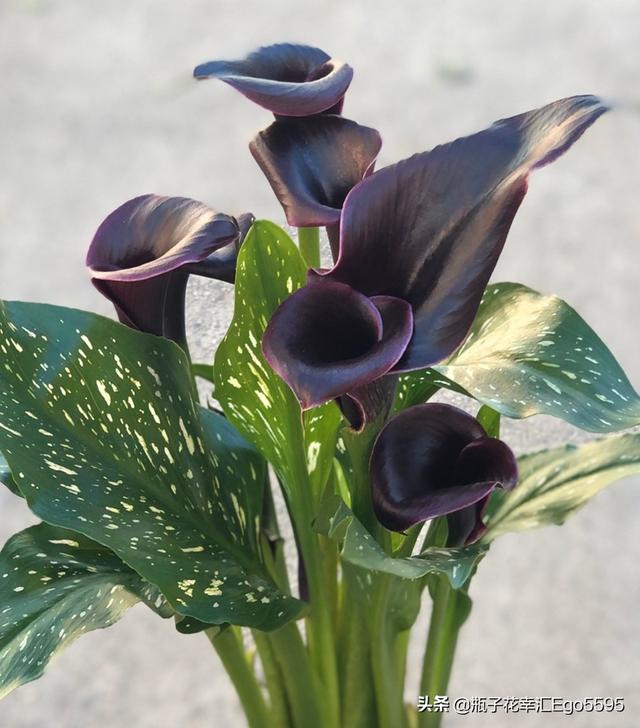 简单的花型，却透视出高雅的魅力，凛然而美丽的马蹄莲