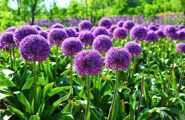 大花葱开紫红粉,聪明可爱小圆球 大花葱开紫红粉,聪明可爱小圆球