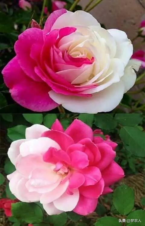 玫瑰世间难得的美