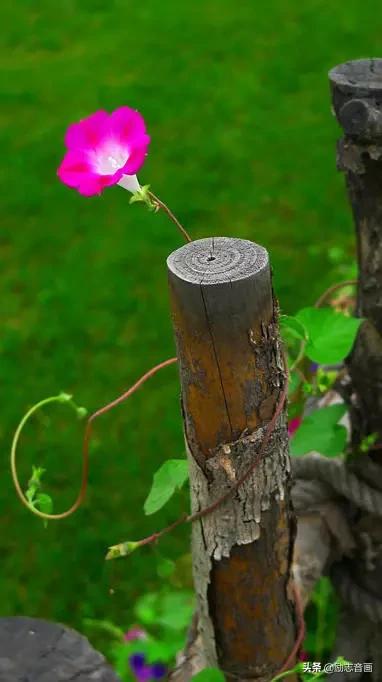 鲜花朵朵迎春来