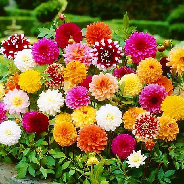 小丽花～花色绚丽，灼灼芳华，给人以憧憬和希望