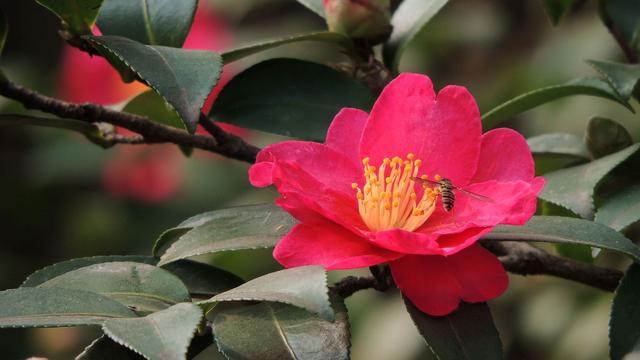 邀您共赏——山茶花