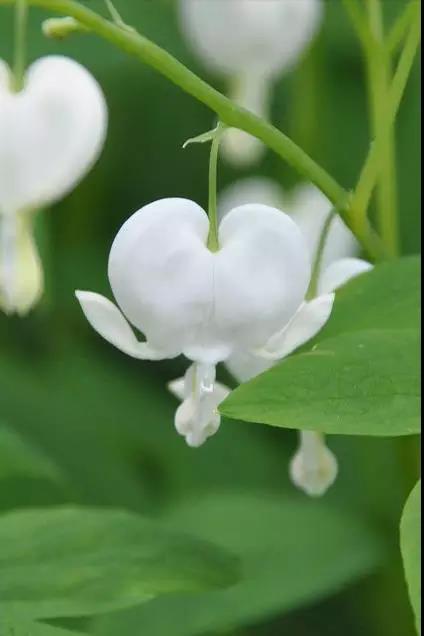 荷包牡丹花，真漂亮