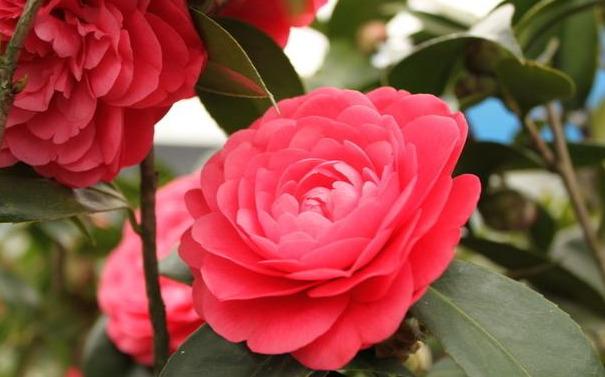 邀您共赏——山茶花