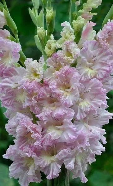 养眼鲜花照，太养眼了
