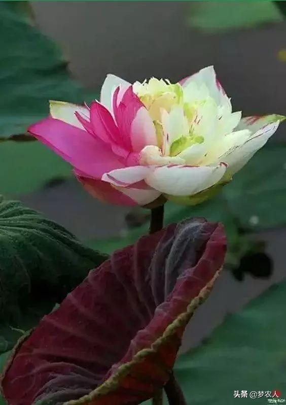 玫瑰世间难得的美