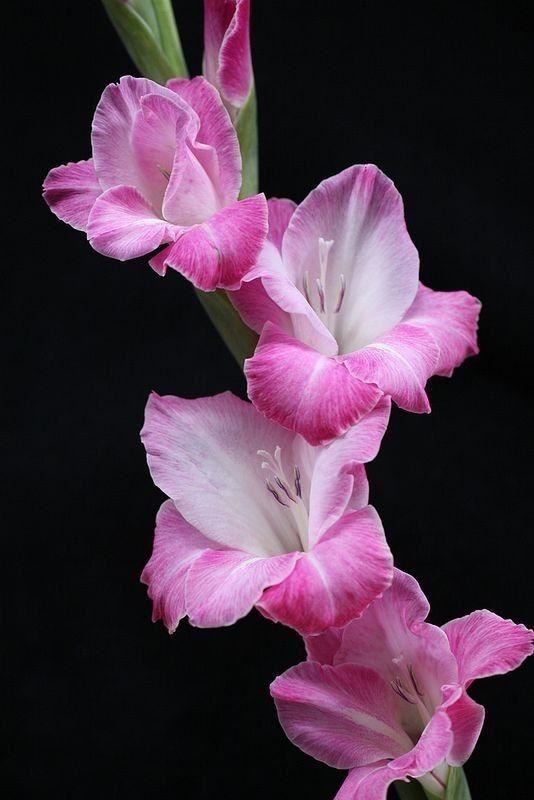 养眼鲜花照，太养眼了