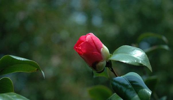 邀您共赏——山茶花