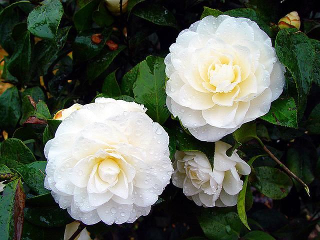 邀您共赏——山茶花