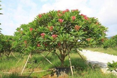 红花鸡蛋花聚伞花序顶生，花冠漏斗状，粉红色，具芳香