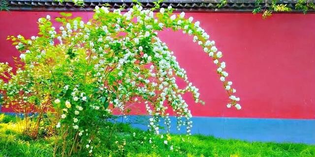 太平花～犹如玉蝶飞舞，花香似梅如兰