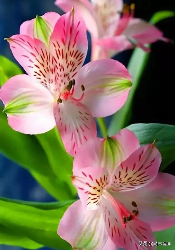 鲜花朵朵迎春来