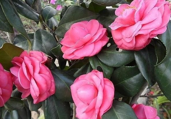 邀您共赏——山茶花