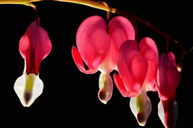 荷包牡丹花，真漂亮