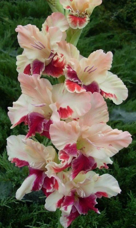 养眼鲜花照，太养眼了