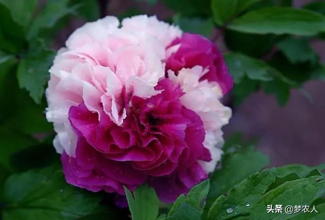 玫瑰世间难得的美