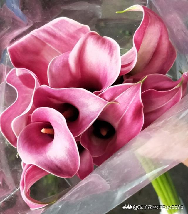 简单的花型，却透视出高雅的魅力，凛然而美丽的马蹄莲