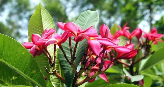 红花鸡蛋花聚伞花序顶生，花冠漏斗状，粉红色，具芳香