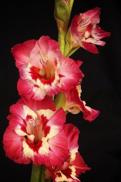 养眼鲜花照，太养眼了