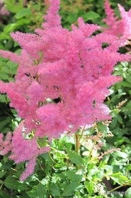 鲜花朵朵迎春来