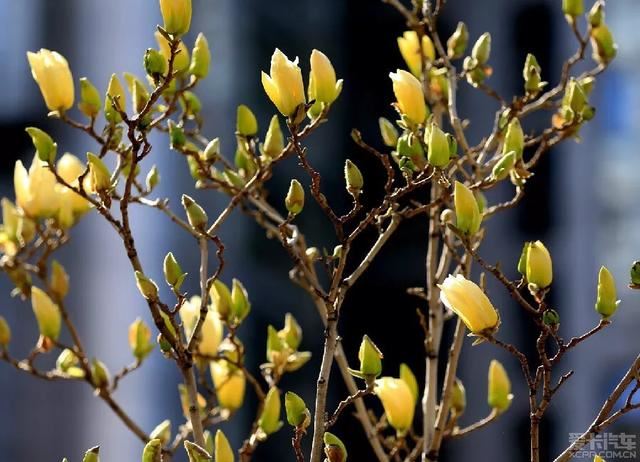黄色玉兰品种知多少