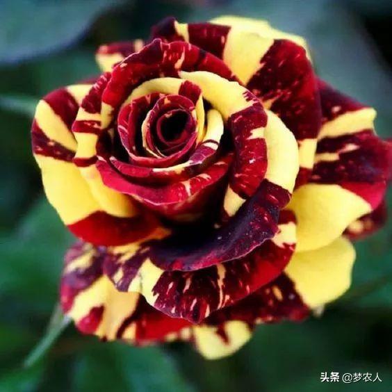 玫瑰世间难得的美