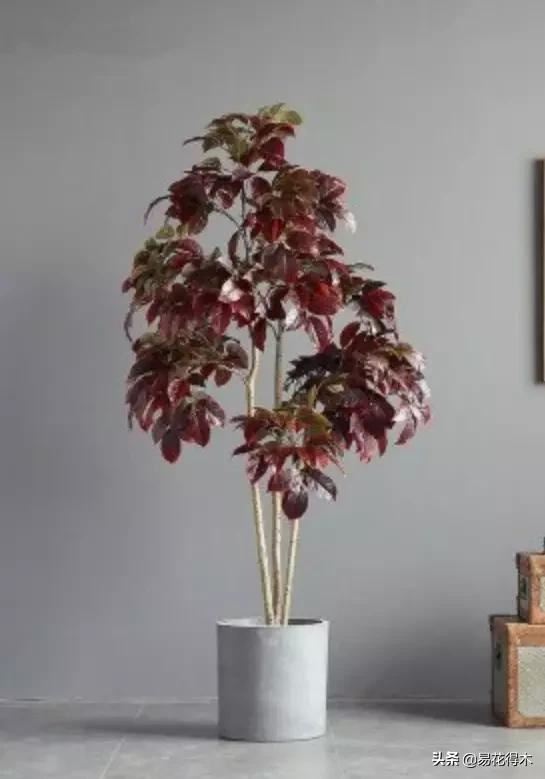 花卉观花闻香，盆景重在造型，这种植物却可以赏枝茎