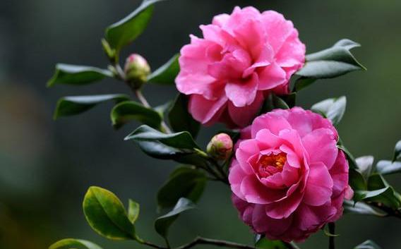 邀您共赏——山茶花