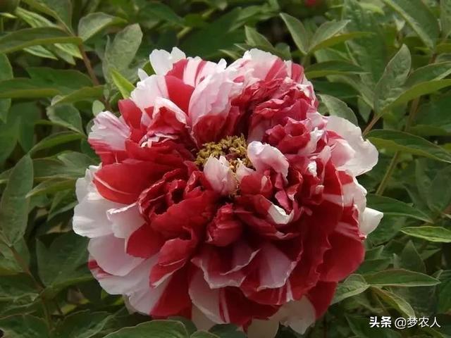 玫瑰世间难得的美