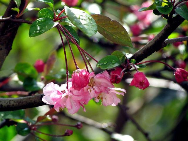 雨中花朵让人怜
